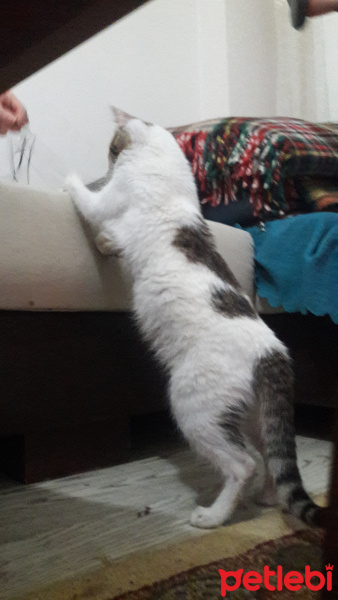 Tekir Kedi, Kedi  Mırmır fotoğrafı