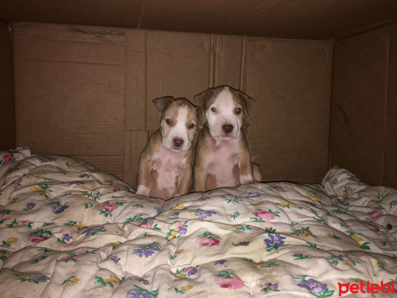 Amerikan Pitbull Terrier, Köpek  çift satılık ays çaki fotoğrafı