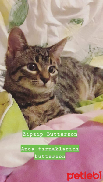 Tekir Kedi, Kedi  Zıpzıp fotoğrafı