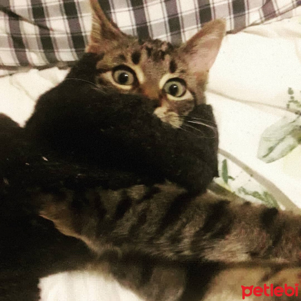 Tekir Kedi, Kedi  Zıpzıp fotoğrafı
