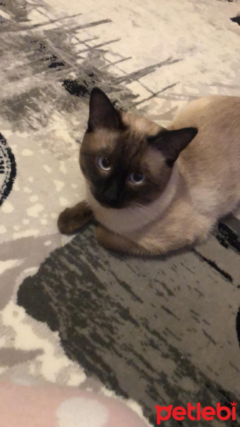Siyam Kedisi, Kedi  ARTUR fotoğrafı