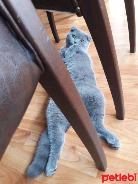 Scottish Fold, Kedi  Duman fotoğrafı