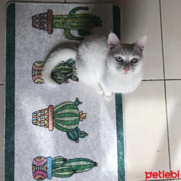 Ankara Kedisi, Kedi  Mındırık fotoğrafı