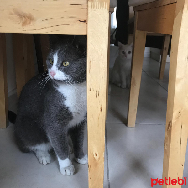 Ankara Kedisi, Kedi  Mındırık fotoğrafı