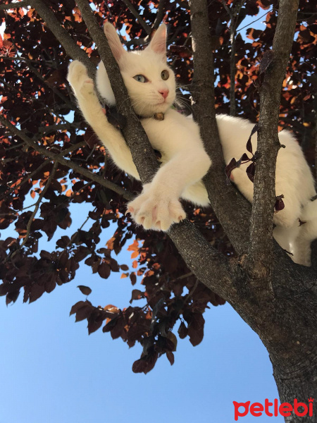 Ankara Kedisi, Kedi  Mındırık fotoğrafı