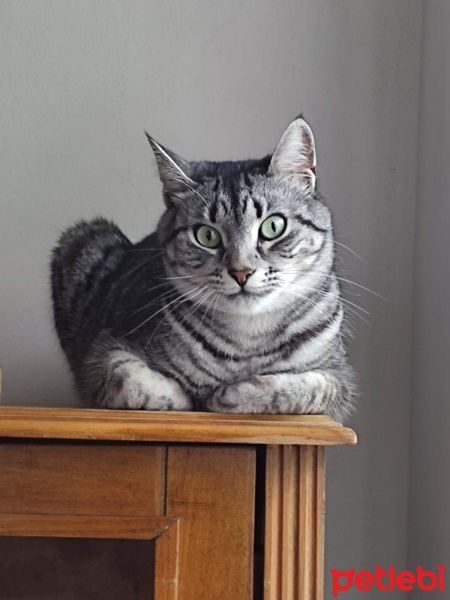 Tekir Kedi, Kedi  Becks fotoğrafı