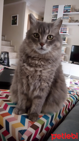 Sibirya Kedisi, Kedi  Duman fotoğrafı
