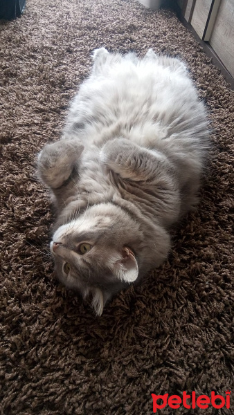 Sibirya Kedisi, Kedi  Duman fotoğrafı