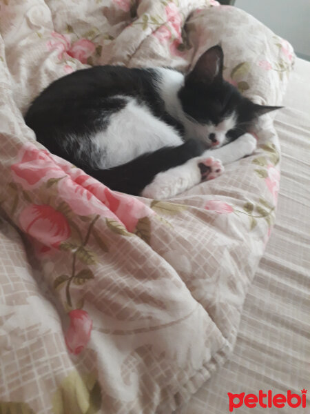 Tuxedo (Smokin) Kedi, Kedi  ZeYtiN fotoğrafı