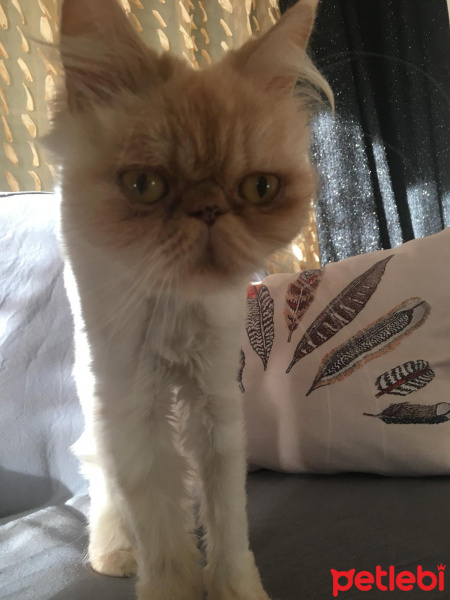 İran Kedisi (Persian), Kedi  BIDIKA fotoğrafı