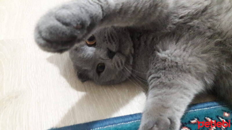 Scottish Fold, Kedi  diablo fotoğrafı