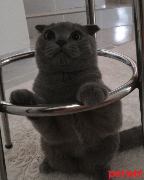 Scottish Fold, Kedi  diablo fotoğrafı