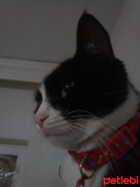 Tekir Kedi, Kedi  Gece fotoğrafı