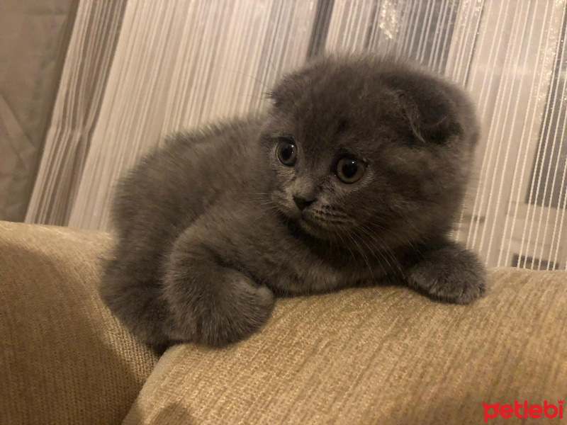 Scottish Fold, Kedi  phoebe fotoğrafı