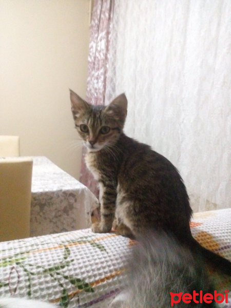 Tekir Kedi, Kedi  mila fotoğrafı