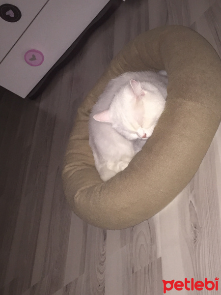 British Shorthair, Kedi  Milka fotoğrafı