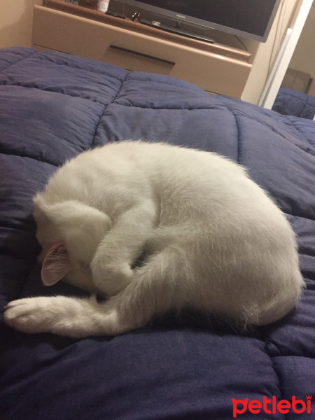 British Shorthair, Kedi  Milka fotoğrafı