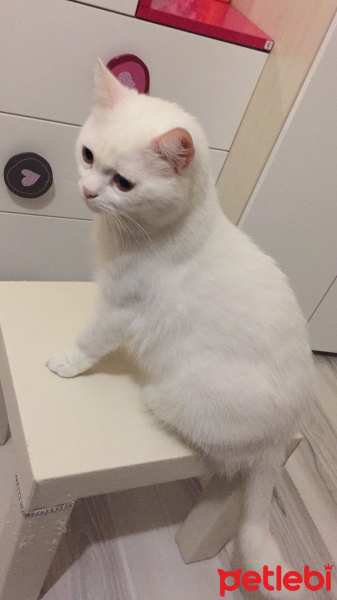 British Shorthair, Kedi  Milka fotoğrafı