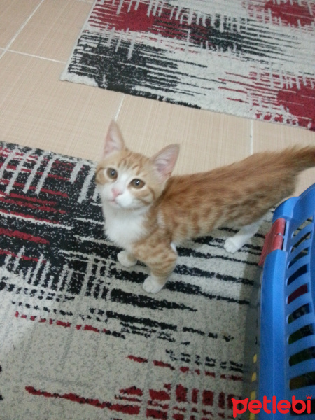 Sarman, Kedi  UMAY fotoğrafı