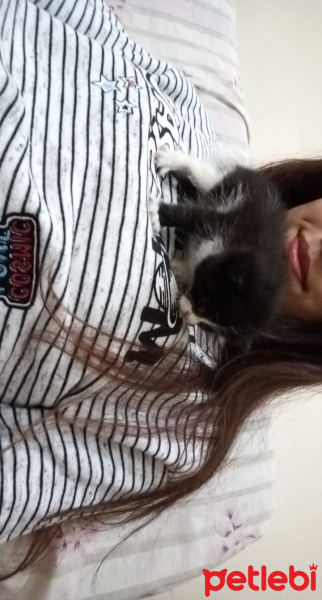 Tekir Kedi, Kedi  Minik fotoğrafı