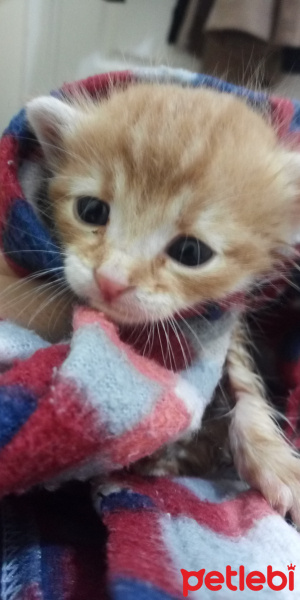 Tekir Kedi, Kedi  Minik fotoğrafı