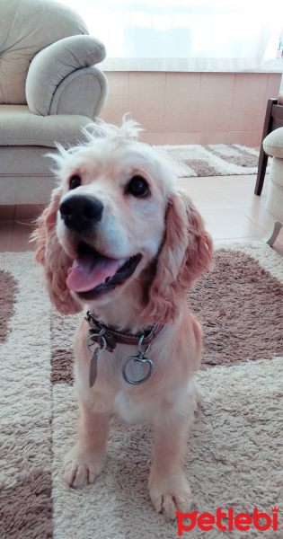 Amerikan Cocker Spaniel, Köpek  Daisy fotoğrafı