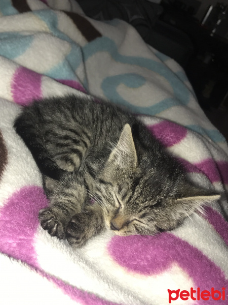 Tekir Kedi, Kedi  Tekila fotoğrafı