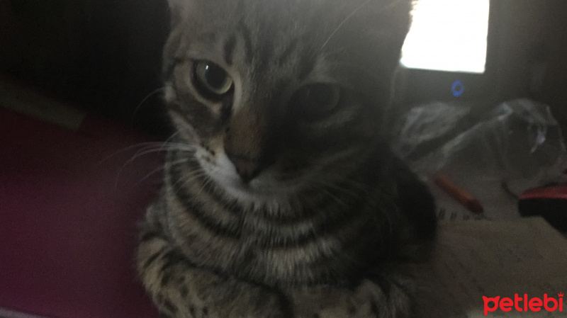 Tekir Kedi, Kedi  Ponçi fotoğrafı