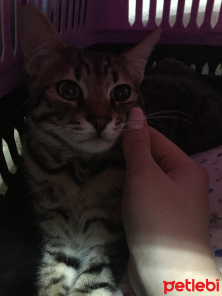 Tekir Kedi, Kedi  Ponçi fotoğrafı