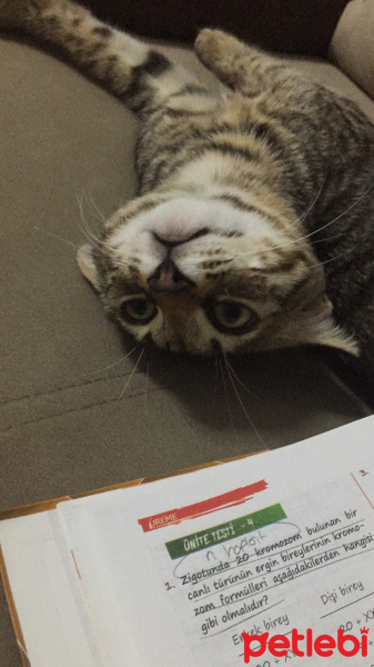 Tekir Kedi, Kedi  Ponçi fotoğrafı