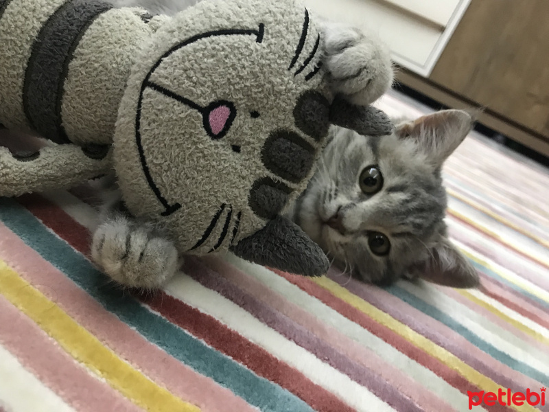Sibirya Kedisi, Kedi  İda fotoğrafı