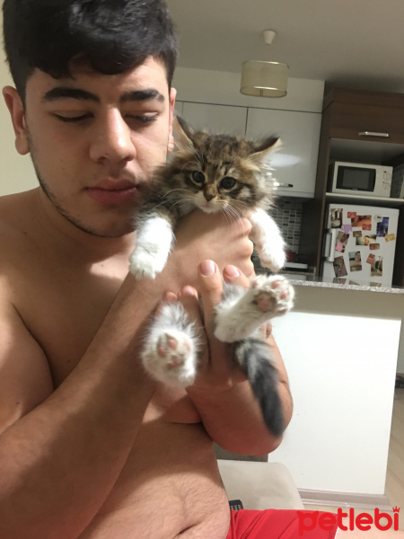 Tekir Kedi, Kedi  Miya fotoğrafı