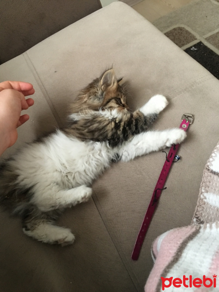 Tekir Kedi, Kedi  Miya fotoğrafı