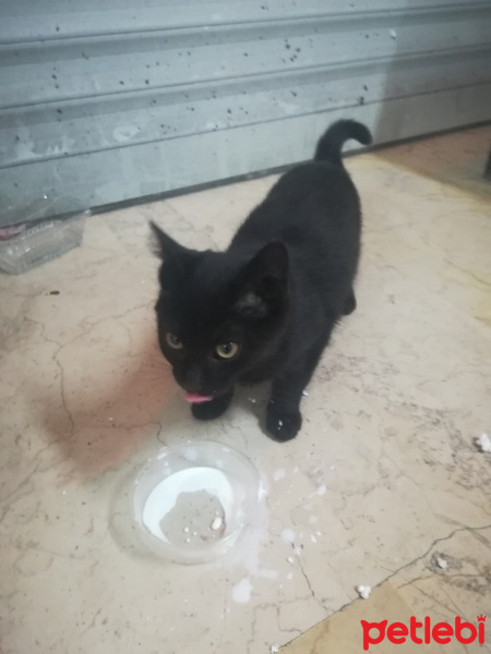 Tekir Kedi, Kedi  Zenci fotoğrafı