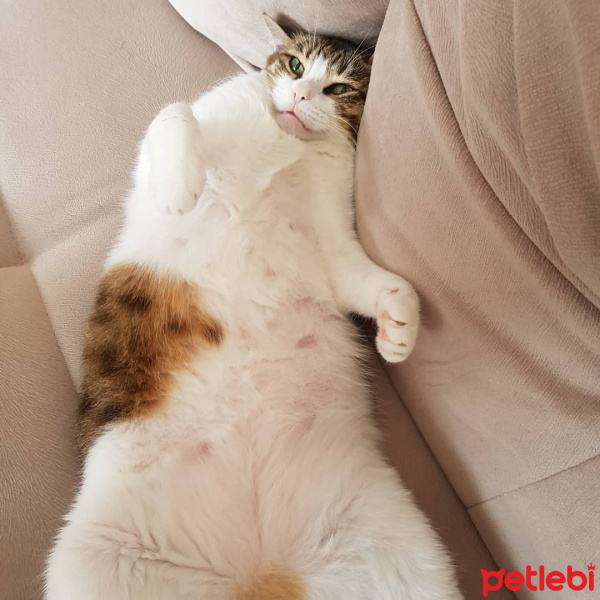 Tekir Kedi, Kedi  Şeker fotoğrafı