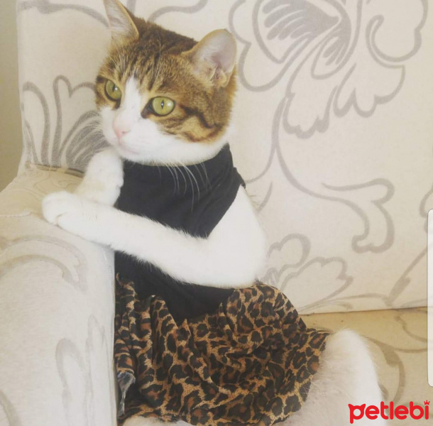 Tekir Kedi, Kedi  Şeker fotoğrafı