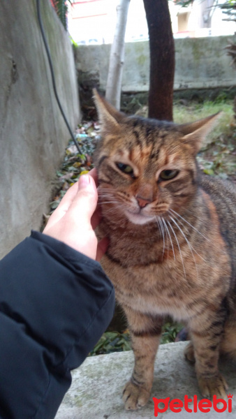 Tekir Kedi, Kedi  Pakize fotoğrafı