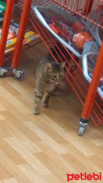 Tekir Kedi, Kedi  Pakize fotoğrafı