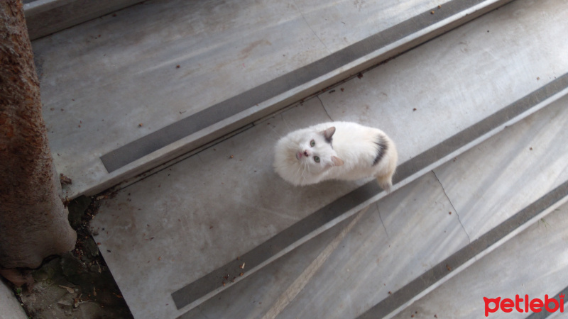 Sibirya Kedisi, Kedi  Prenses fotoğrafı