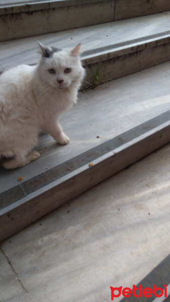 Sibirya Kedisi, Kedi  Prenses fotoğrafı
