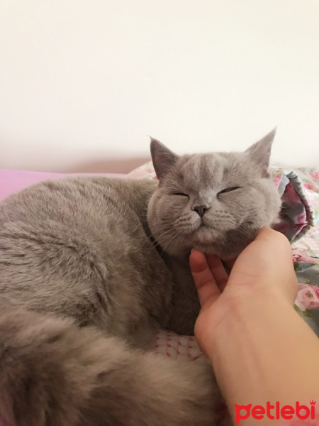 Scottish Fold, Kedi  Fındık fotoğrafı