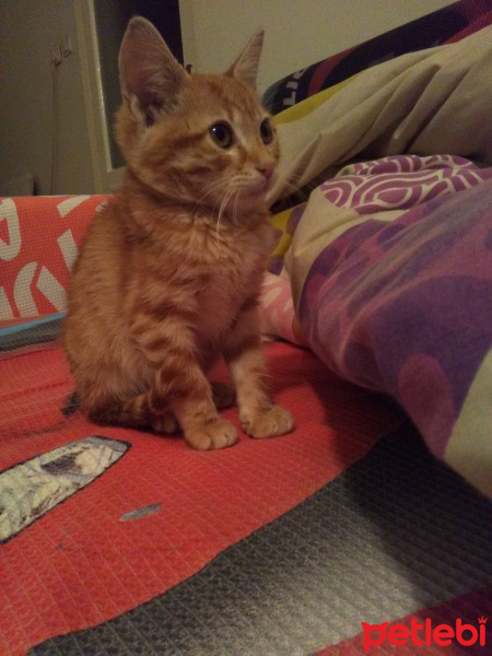 Sarman, Kedi  ridvan can fotoğrafı
