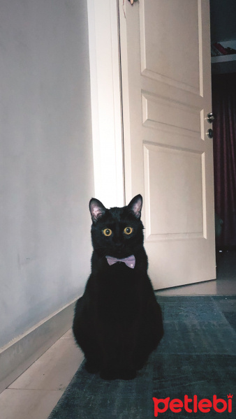 Bombay, Kedi  LEO fotoğrafı