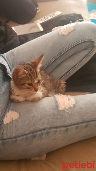 Soke, Kedi  Venüs fotoğrafı