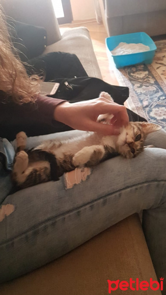 Soke, Kedi  Venüs fotoğrafı