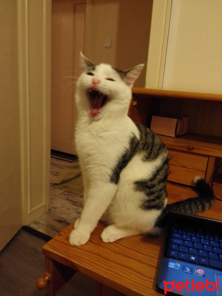 Tekir Kedi, Kedi  Carlito fotoğrafı