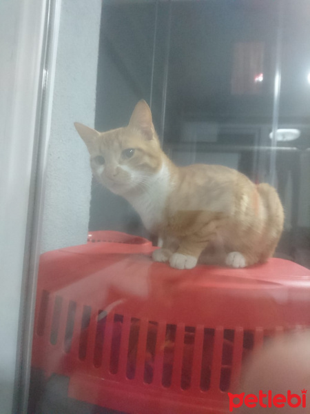 Sarman, Kedi  Sarman oğlum fotoğrafı