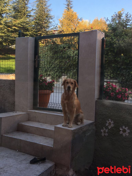 Golden Retriever, Köpek  Marco fotoğrafı