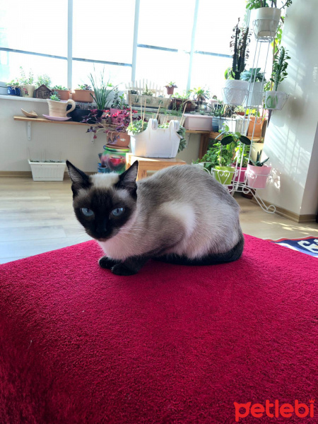 Siyam Kedisi, Kedi  Mina fotoğrafı