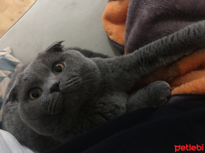 Scottish Fold, Kedi  Mario fotoğrafı